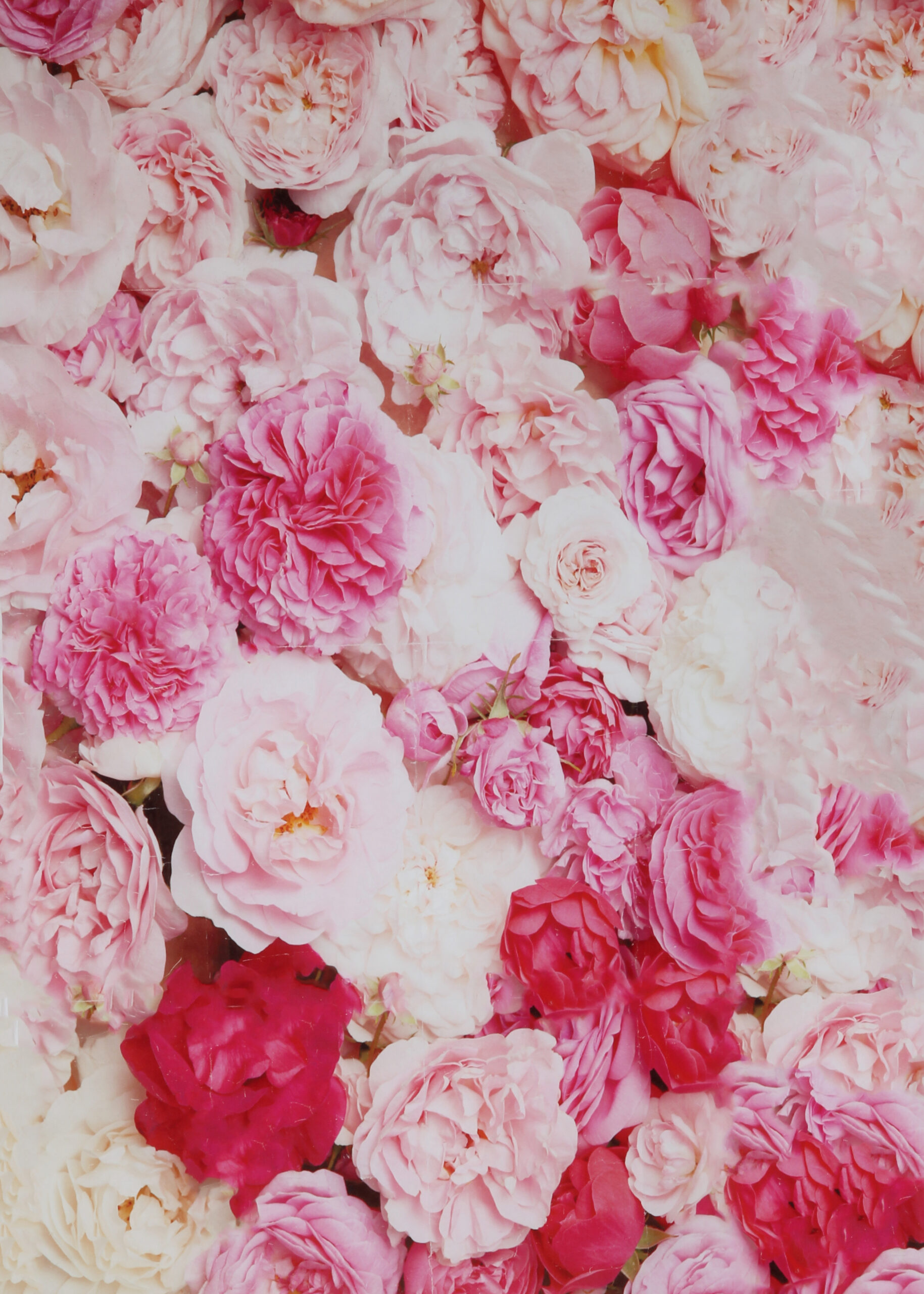 BACKDROP_Peonies Pink