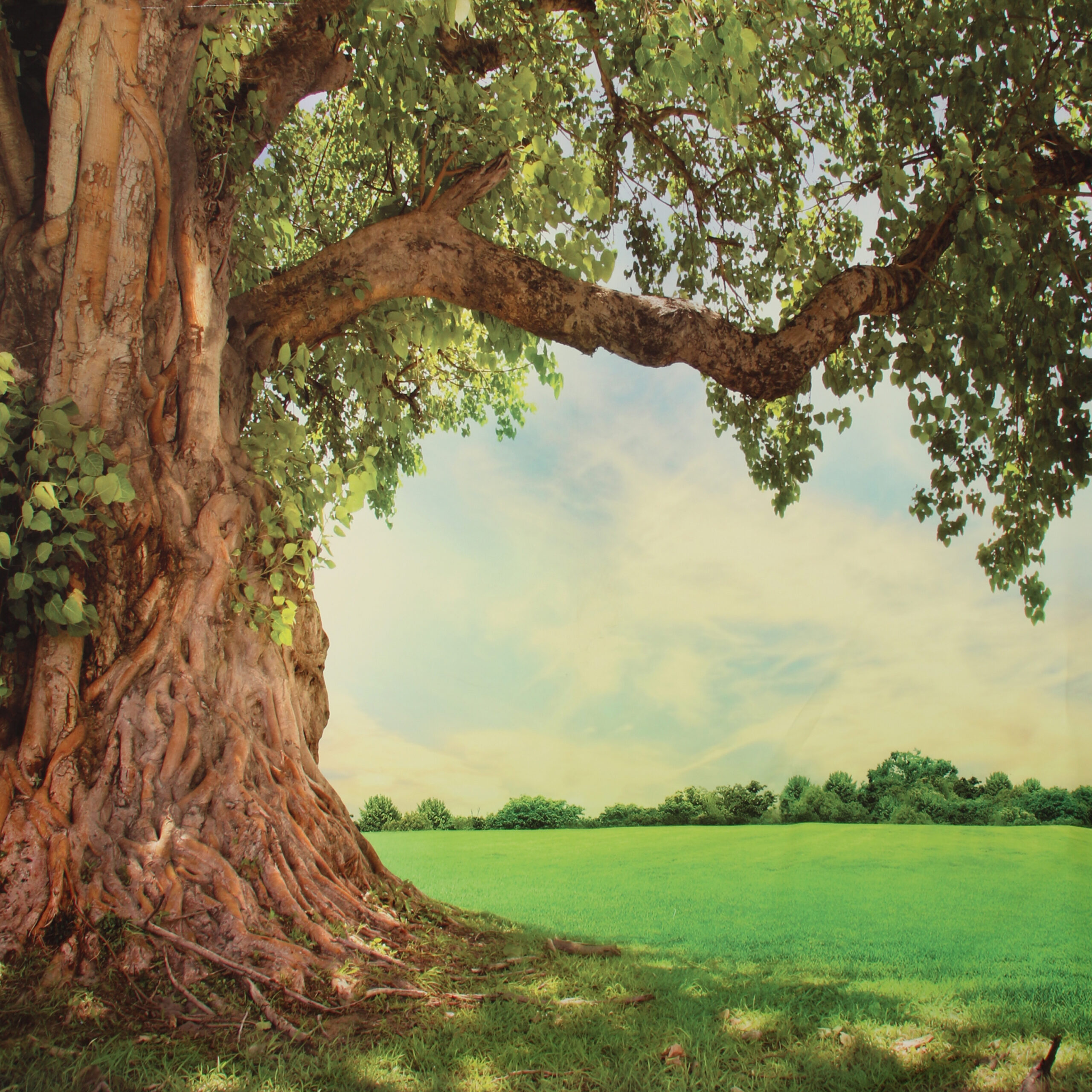 BACKDROP_onder die boom